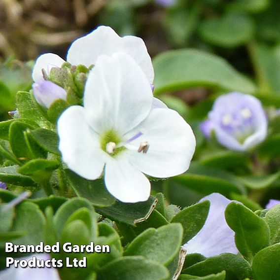 Veronica repens