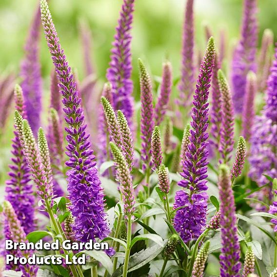 Veronica Purplegum Candles