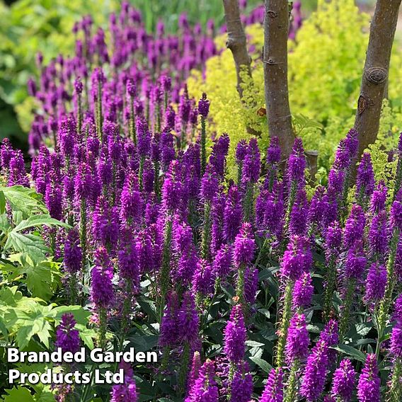 Veronica Purplegum Candles