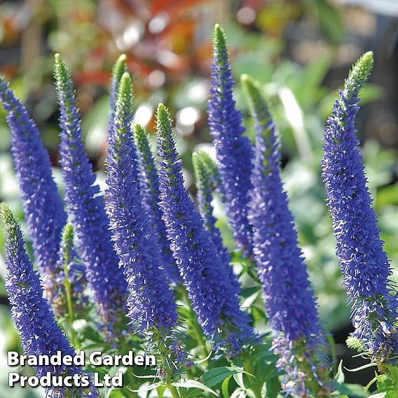 Veronica spicata 'Royal Candles'