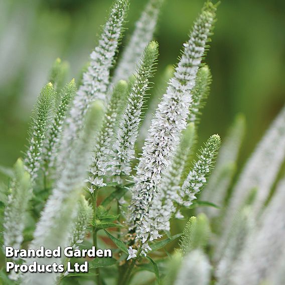 Veronica spicata 'Snow Candles'