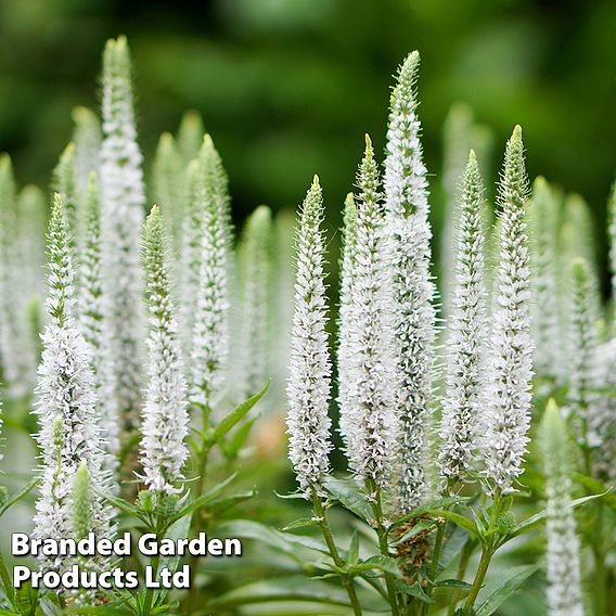 Veronica spicata 'Snow Candles'