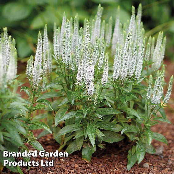 Veronica spicata 'Snow Candles'