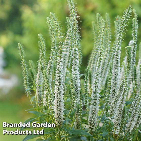 Veronica spicata 'Snow Candles'