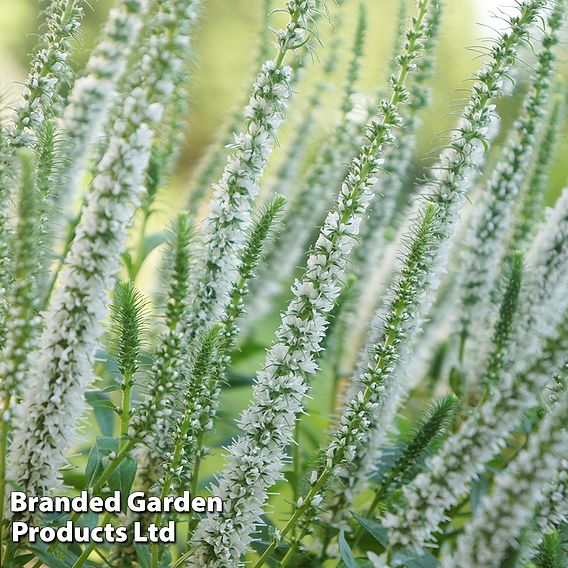 Veronica spicata 'Snow Candles'