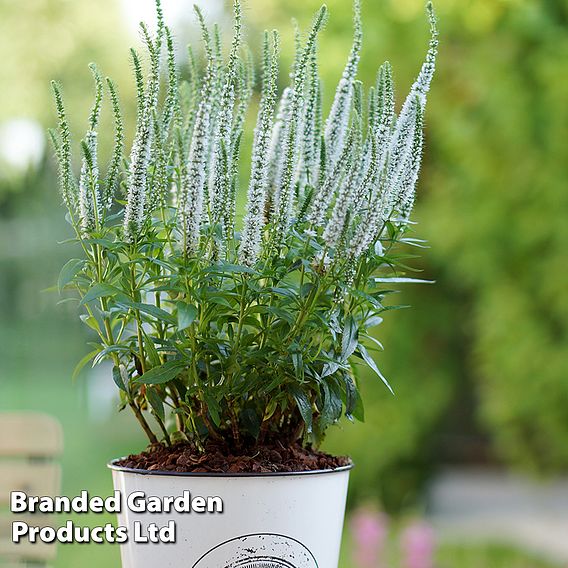 Veronica spicata 'Snow Candles'