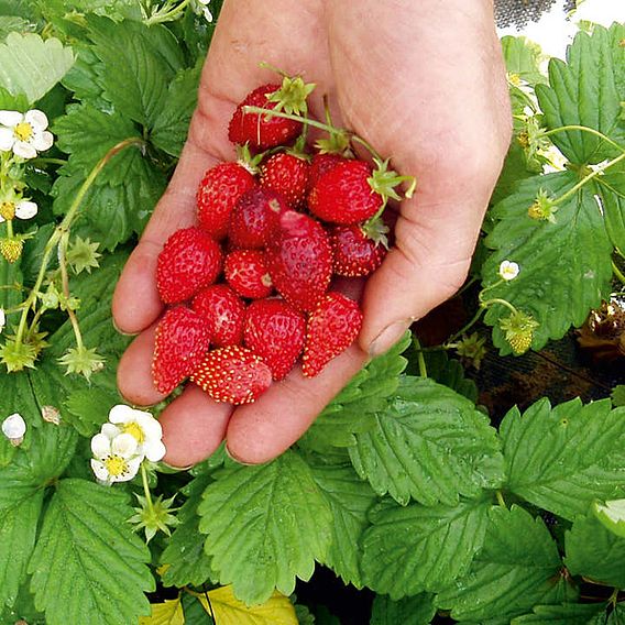 Strawberry 'Regina' - Seeds