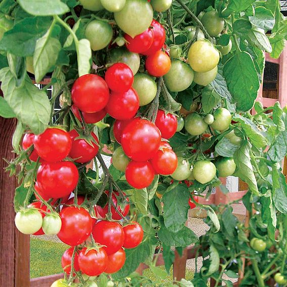 Tomato Seeds - F1 Tumbler (Determinate) | Suttons