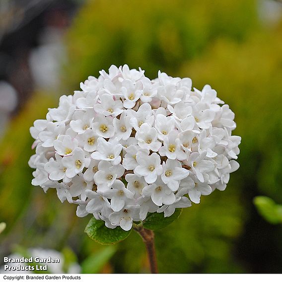 Viburnum x burkwoodii 'Anne Russell'