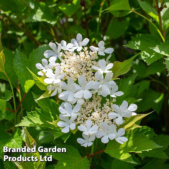 Viburnum trilobum 'Bailey Compact'