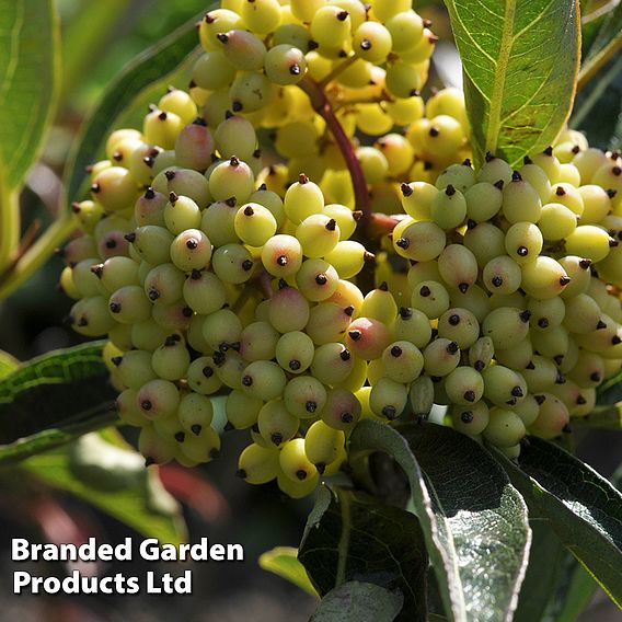 Viburnum nudum 'Brandywine'