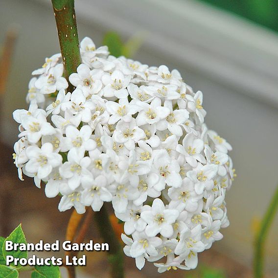 Viburnum Burkwoodii