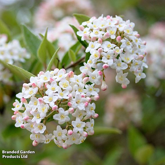 Viburnum Burkwoodii