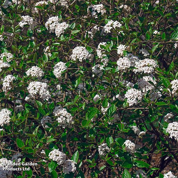 Viburnum Burkwoodii