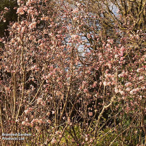 Viburnum x bodnantense 'Charles Lamont'