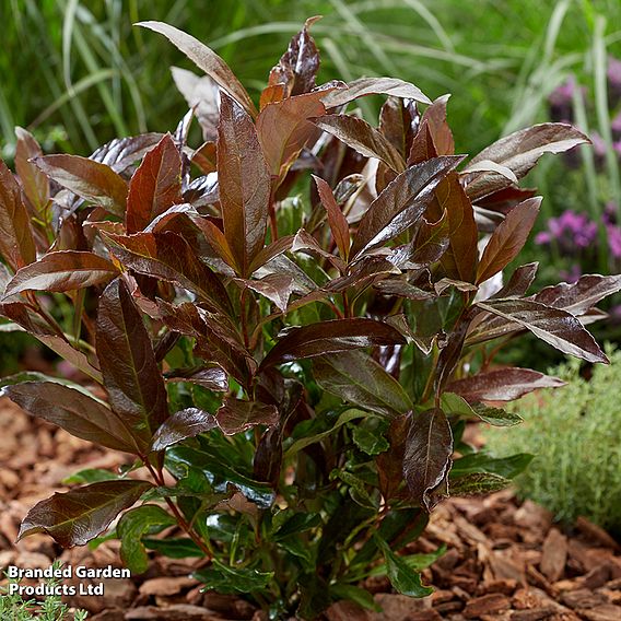 Viburnum odoratissimum 'Coppertop'