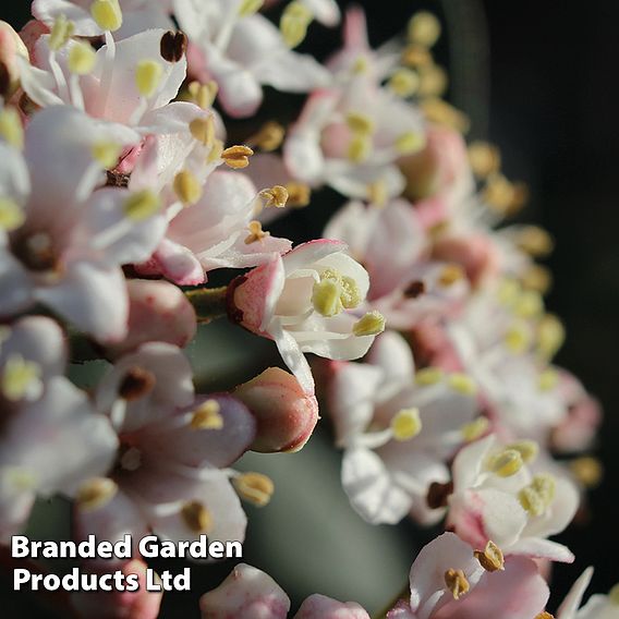 Viburnum tinus 'Eve Price'