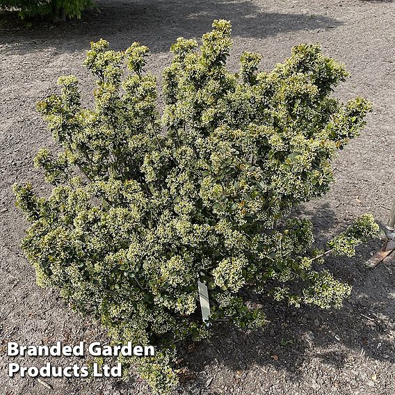 Viburnum 'Fairy Stars'