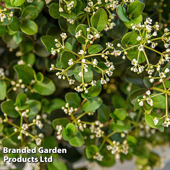 Viburnum 'Fairy Stars'