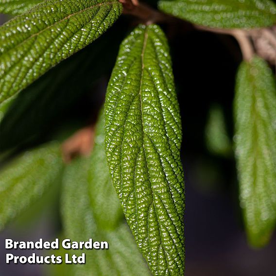 Viburnum rhytidophyllum 'Holland'