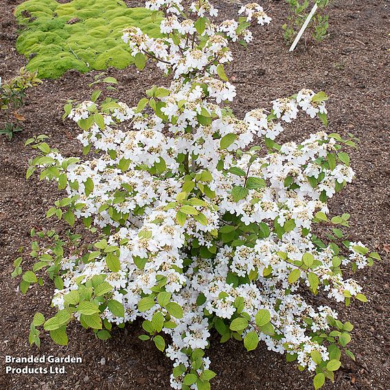 Viburnum plicatum f. tomentosum 'Kilimanjaro'