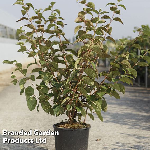 Viburnum plicatum 'Opening Day'