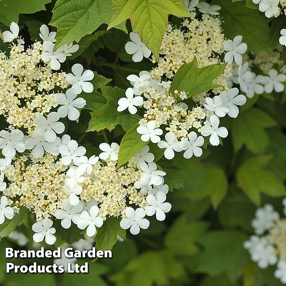 Viburnum opulus 'Nanum'