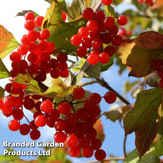 Viburnum opulus (Hedging)