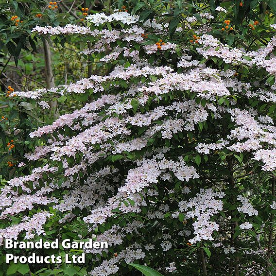 Viburnum plicatum f. tomentosum 'Pink Beauty'