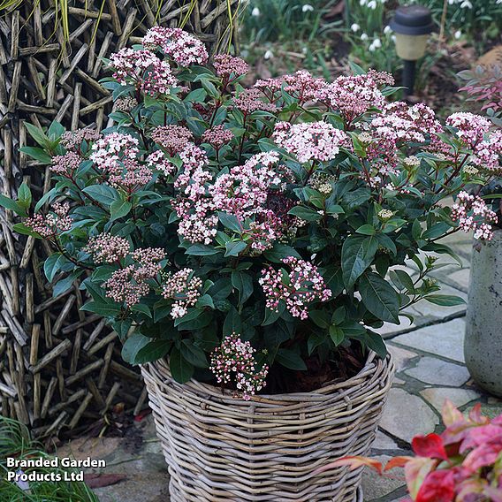 Viburnum tinus 'Spirit'