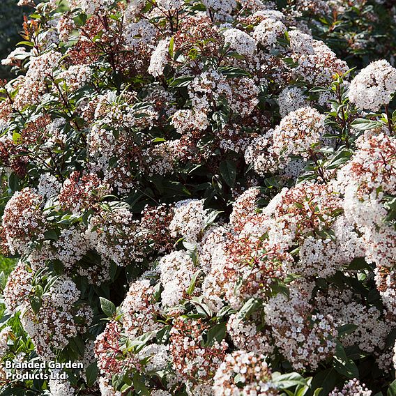 Viburnum tinus 'Spirit'