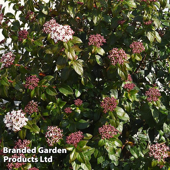 Viburnum tinus 'Spirit'