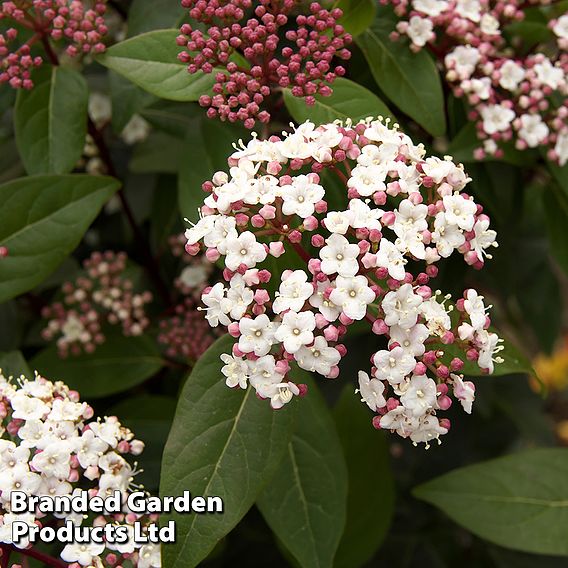 Viburnum tinus 'Spirit'