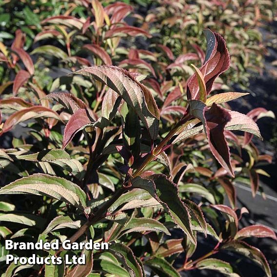 Viburnum x hillieri 'Winton'