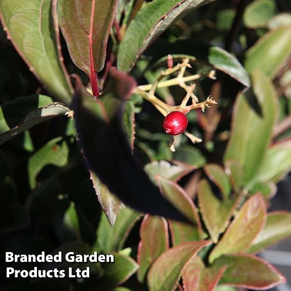 Viburnum x hillieri 'Winton'