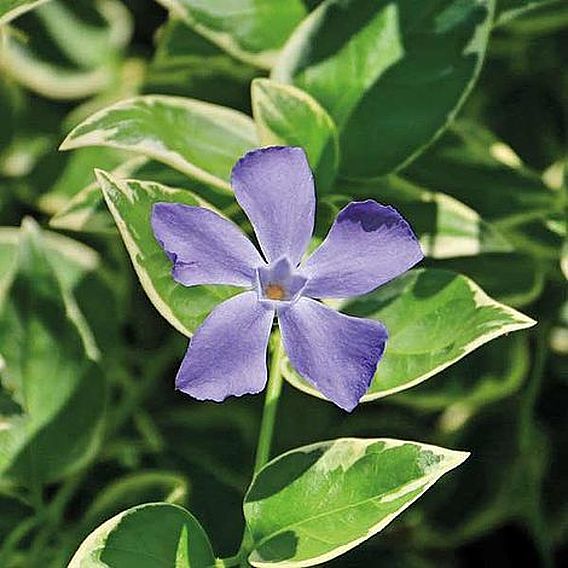 Vinca minor 'Ralph Shugert'