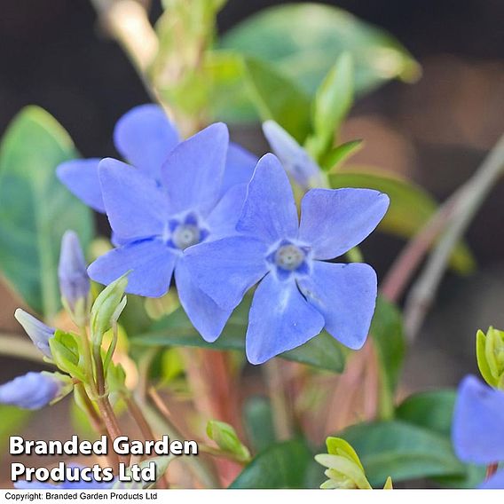 Vinca minor 'Bowles's Variety'