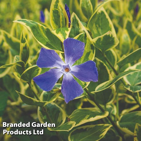 Vinca major 'Variegata'