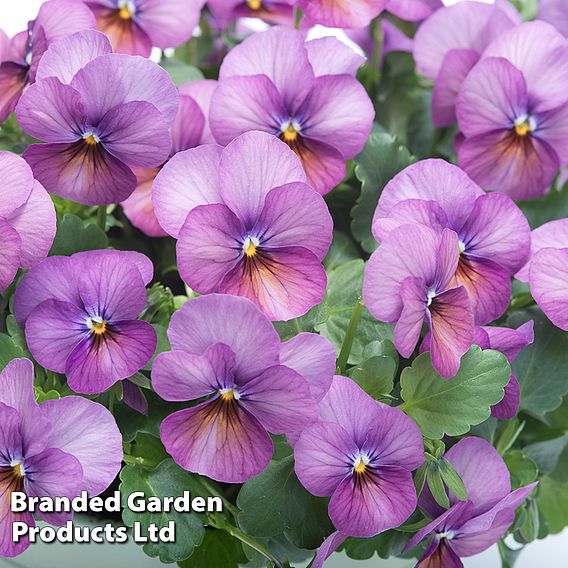 Viola cornuta 'Floral Power Plum Antique' F1 - Seeds