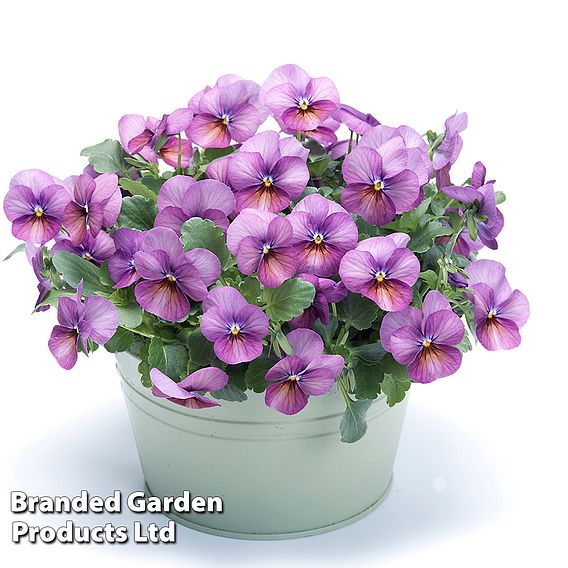 Viola cornuta 'Floral Power Plum Antique' F1 - Seeds