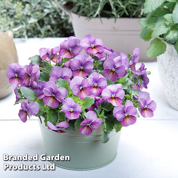 Viola cornuta 'Floral Power Plum Antique' F1 - Seeds