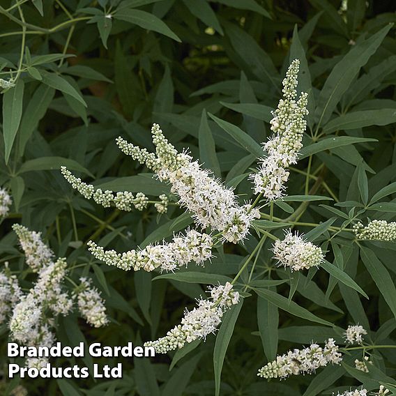 Vitex agnus-castus 'Albus'