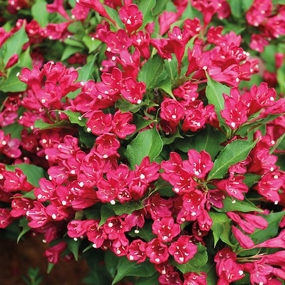 Weigela All Summer Red 'Slingco 1'