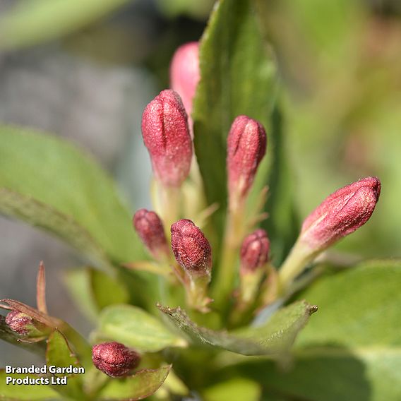 Weigela All Summer Peach