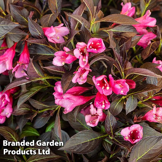 Weigela 'Arabian Nights'