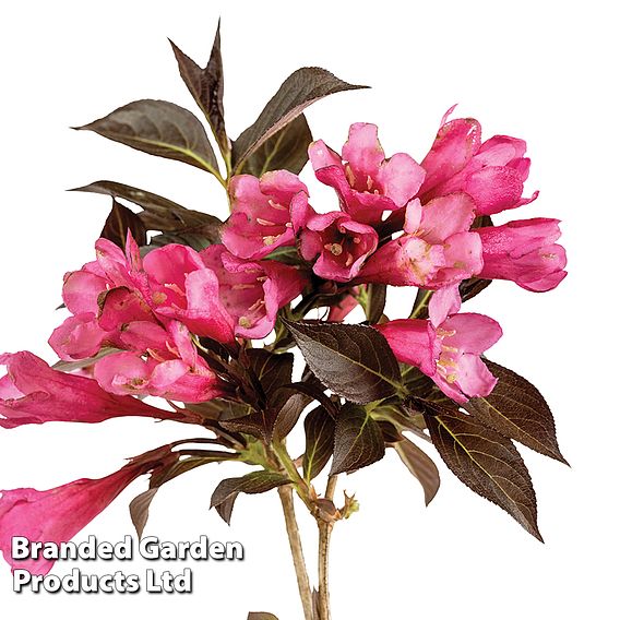 Weigela 'Arabian Nights'