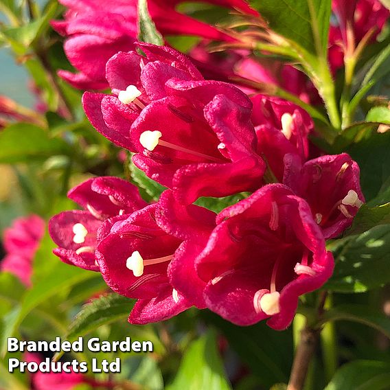 Weigela 'Big Love'