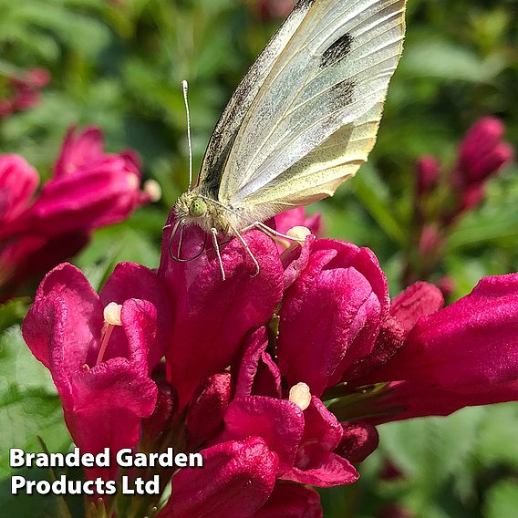 Weigela 'Big Love'