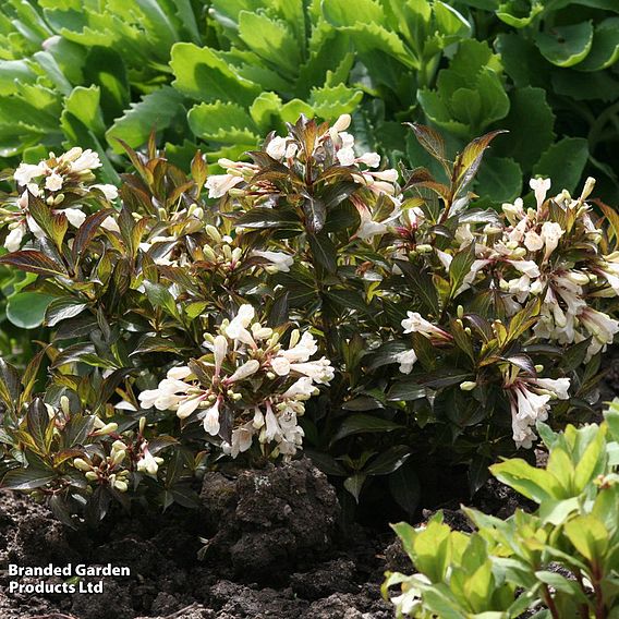 Weigela 'Black and White'