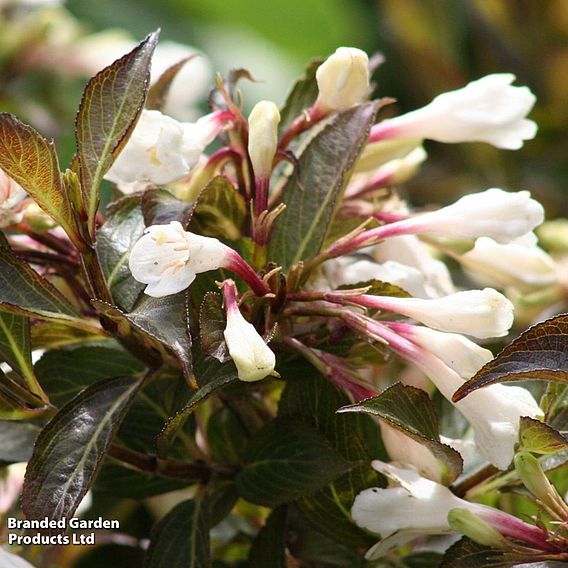 Weigela 'Black and White'